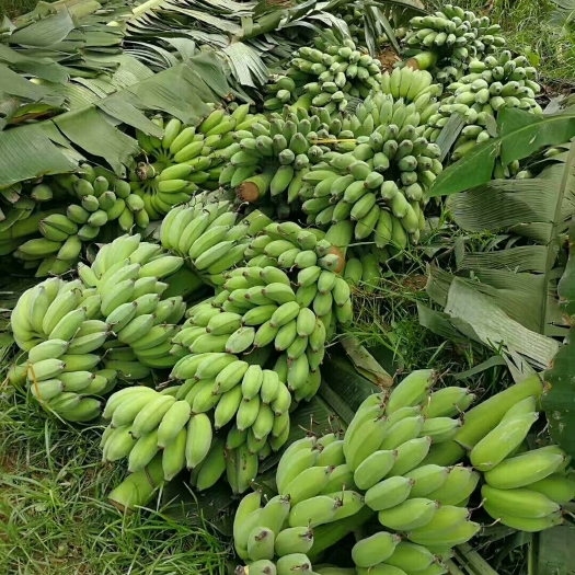 西畴县西贡蕉 城信第一，生意笫二