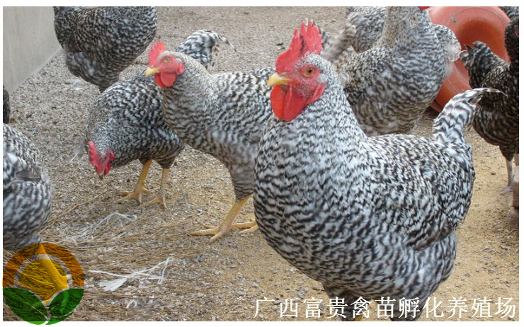 芦花鸡苗 