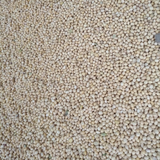 天门市大豆 湖北省天门市天门市 生大豆 1等品 豆粒
