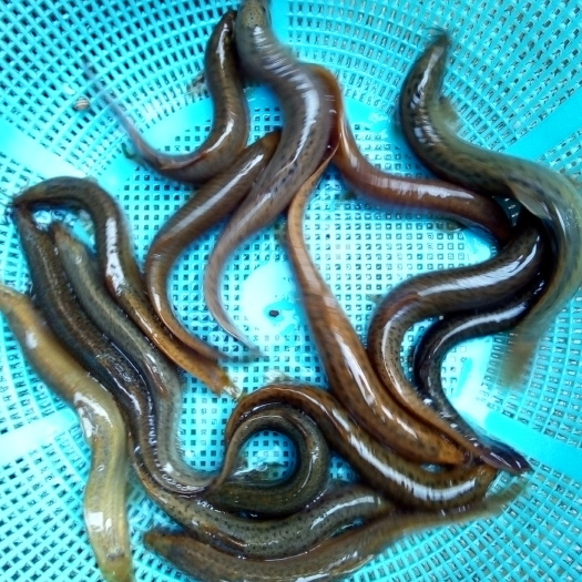 江华县 绿色环保，天然岩水养的泥鳅