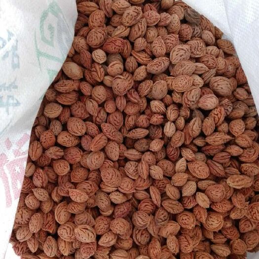 砀山县桃树种子 毛桃核，高发芽率，技术指导