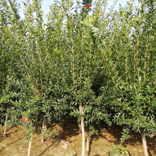 泰安泰山大红石榴树苗 