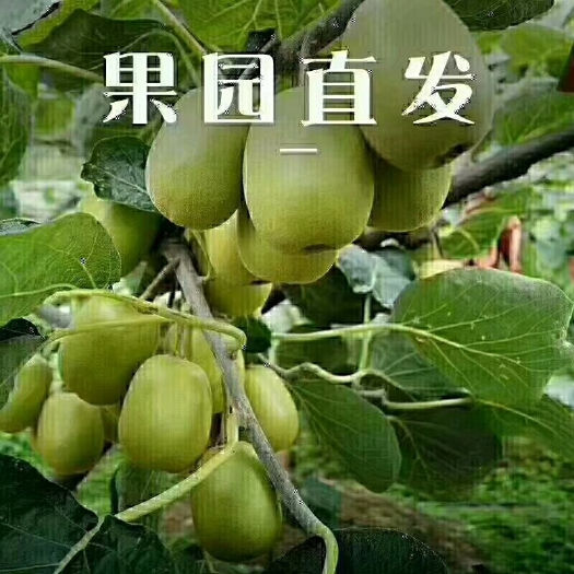 遂昌县红心猕猴桃 60~100克