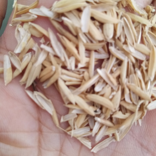 厂家批发稻壳，压缩稻壳每包60斤左右干净无杂质，可酿酒做醋