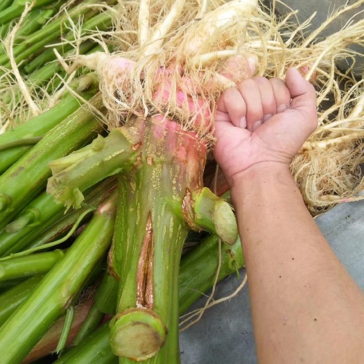 深圳红苋菜  苋菜