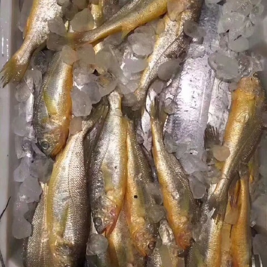 舟山舟山小黄鱼黄花鱼