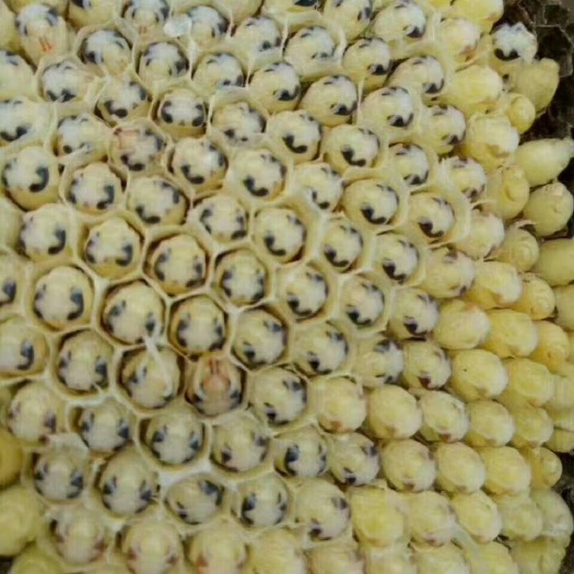 东阳市马蜂蛹