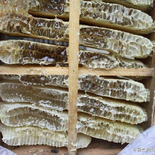 阳新县蜂巢蜜