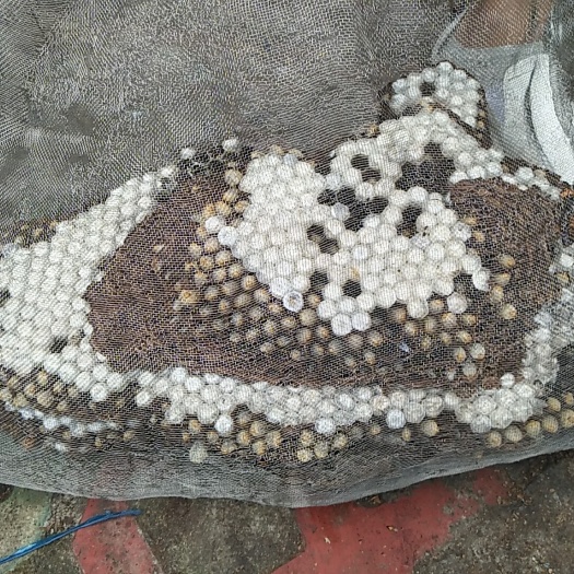 东阳市马蜂蛹