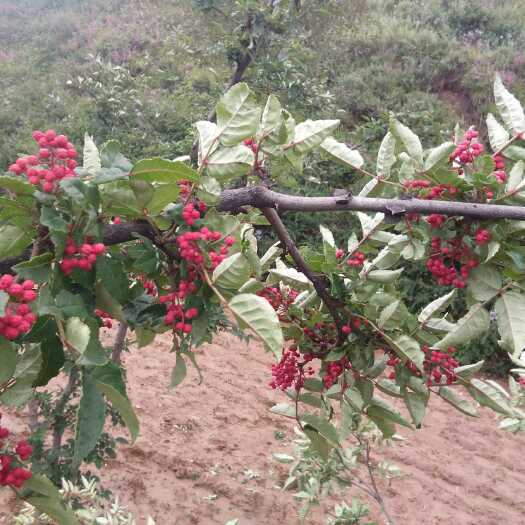 积石山县大红袍花椒 二级 鲜花椒