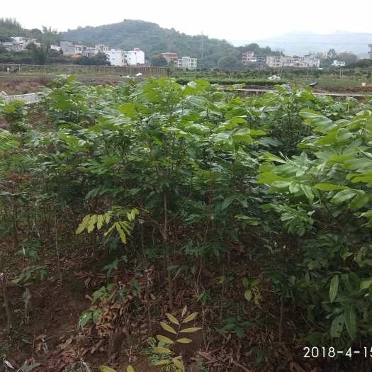 郁南县石峡龙眼树苗