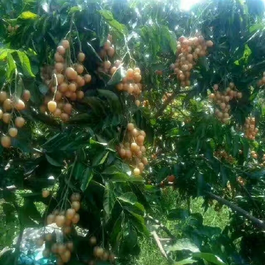 郁南县无核黄皮果苗