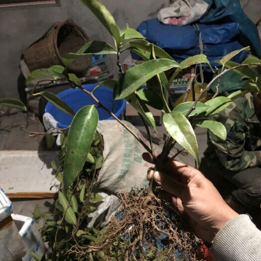 通道县粉红黑老虎苗