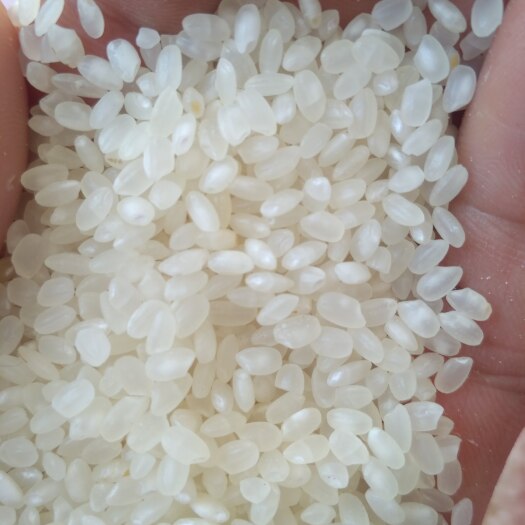 杂交水稻，大米