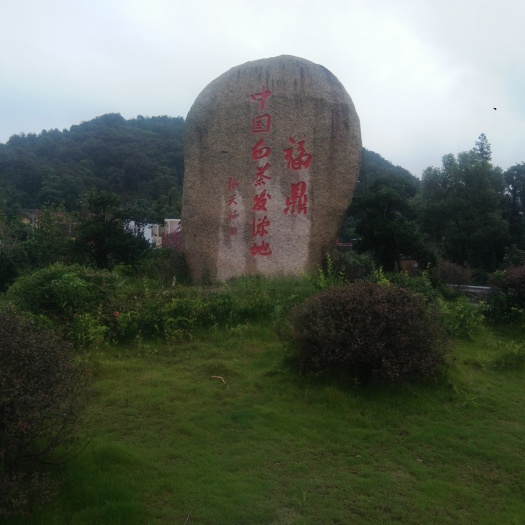 福鼎市白茶树苗 实生苗 0.5米以下 