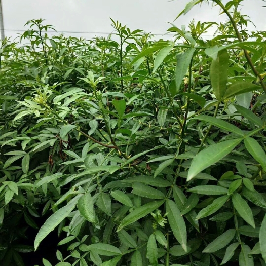 简阳市青花椒苗