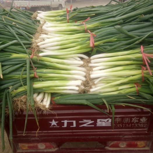 蠡县长白大葱 3cm左右 40cm以上 毛葱 