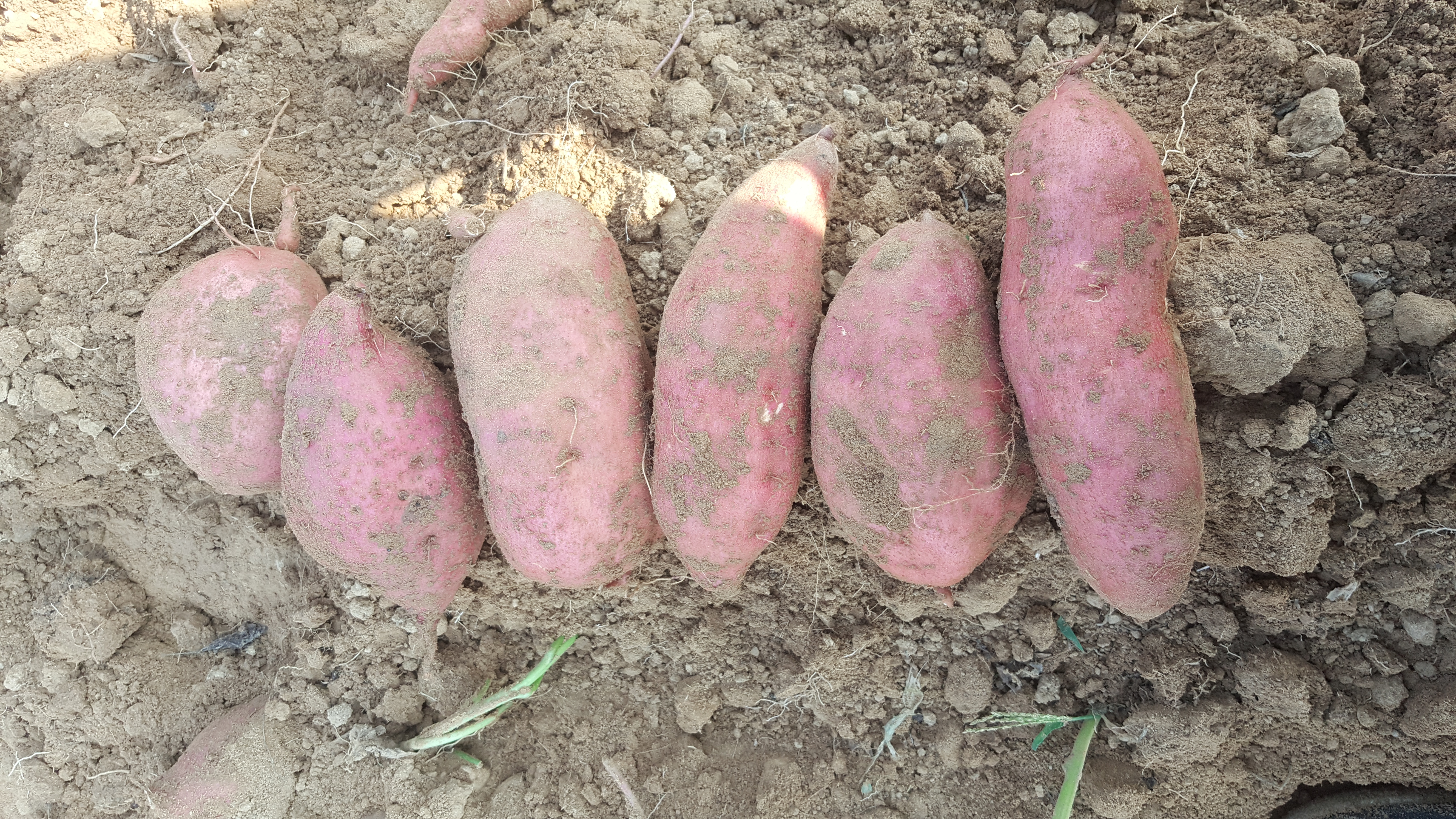 80天早熟红薯品种图片