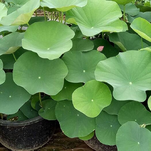 安新县荷花 50~60cm 