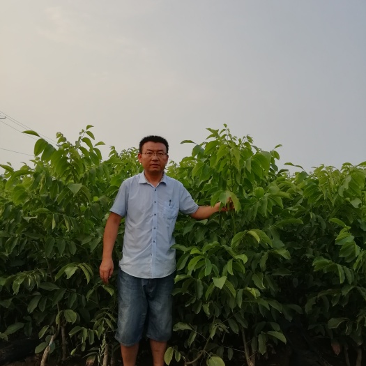 泰安香玲核桃苗 