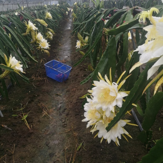 成都蜜龙火龙果苗