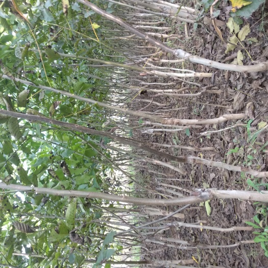 咸阳薄皮核桃苗 