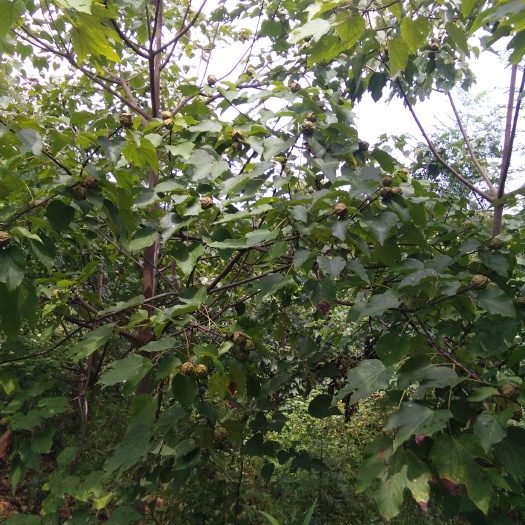 永州山桐子油  桐油纯度95%