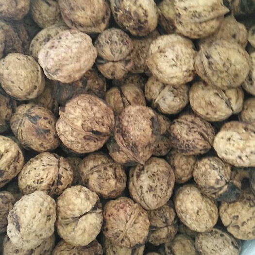 沧州云南核桃