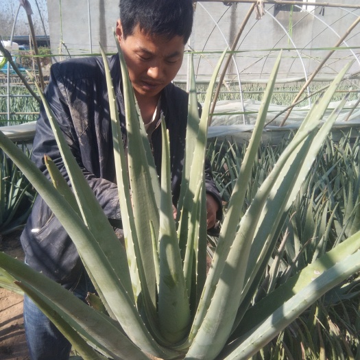 周口库拉索芦荟 20cm以上