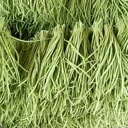 合浦县绿翡翠长豆角 40cm~70cm 