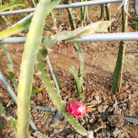泰安红皮红肉火龙果苗