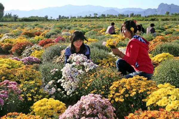 赤峰地被菊苗  地被菊