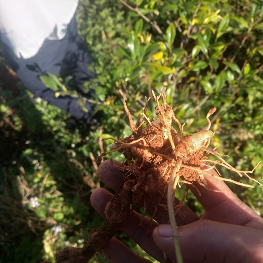 思茅黄精种苗