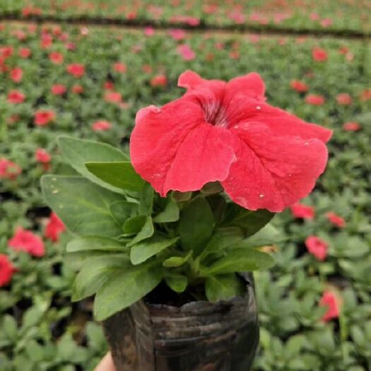 赤峰牵牛花种子 矮牵牛杂交种子