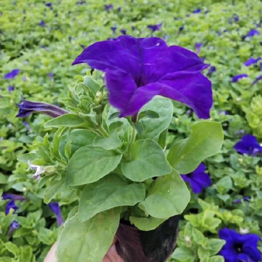 赤峰牵牛花种子 矮牵牛杂交种子