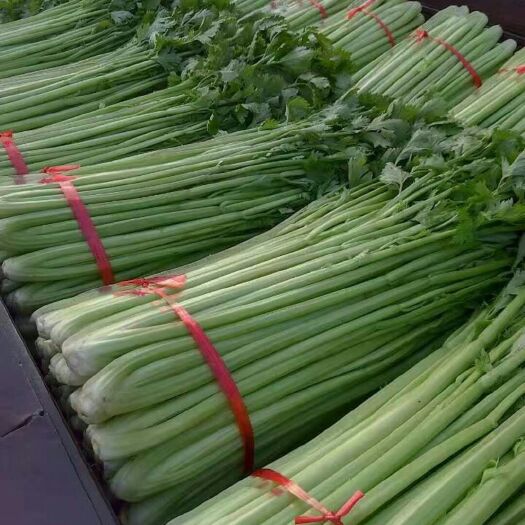 新野县西芹
