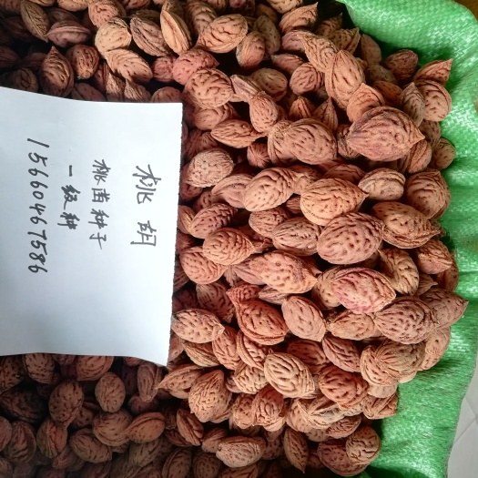 泰安桃树种子 