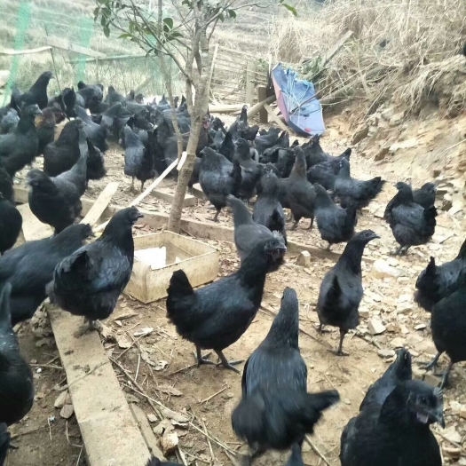 嘉祥县五黑鸡苗 