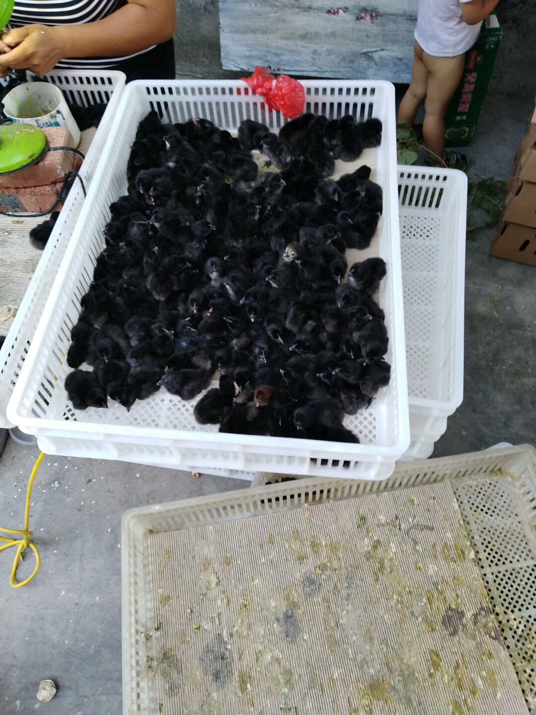 绿壳蛋鸡苗