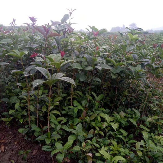 兴安县 桂花苗 桂花树苗 桂花小苗 金桂苗 八月桂 包邮
