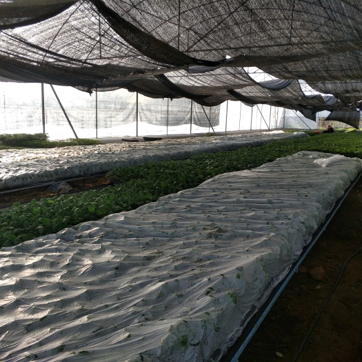 廉江市茄子苗 紫红长茄919