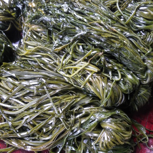 新泰市荣成海带 