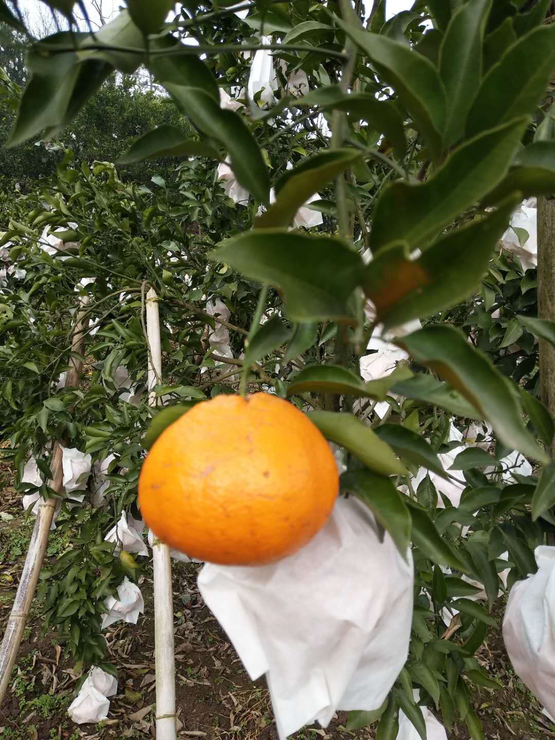 耙耙柑能放一周吗(耙耙柑放两天会变甜吗)