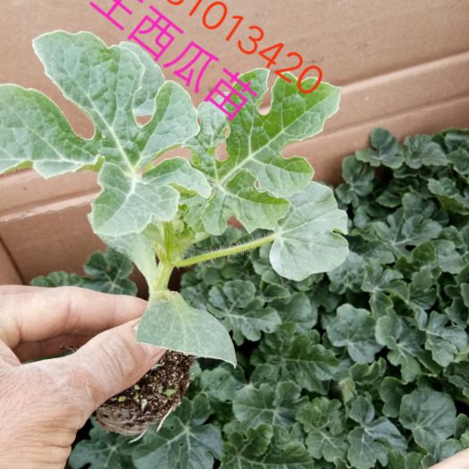 邯郸龙卷风西瓜苗 有各种品种