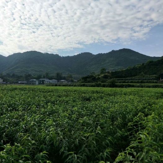 中方县蜜桃苗 0.5~1米 