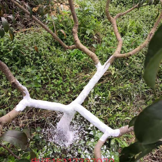 晴隆县蜂糖李树苗 