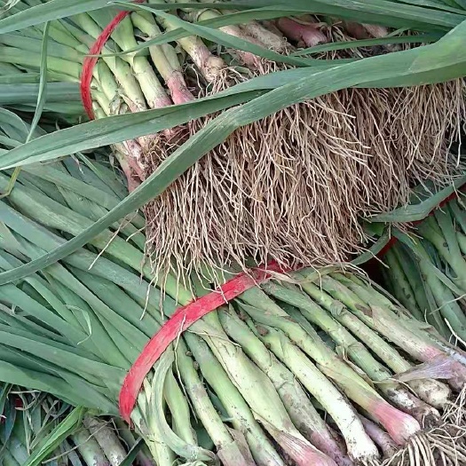 盐城红根蒜苗 50 - 60cm 