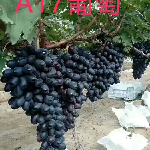 昌黎县紫甜无核A17葡萄苗 