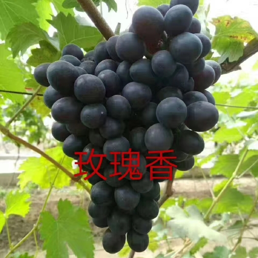 昌黎县玫瑰香葡萄苗 