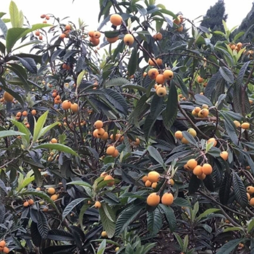 莆田早钟六号枇杷 0.7 - 1两 